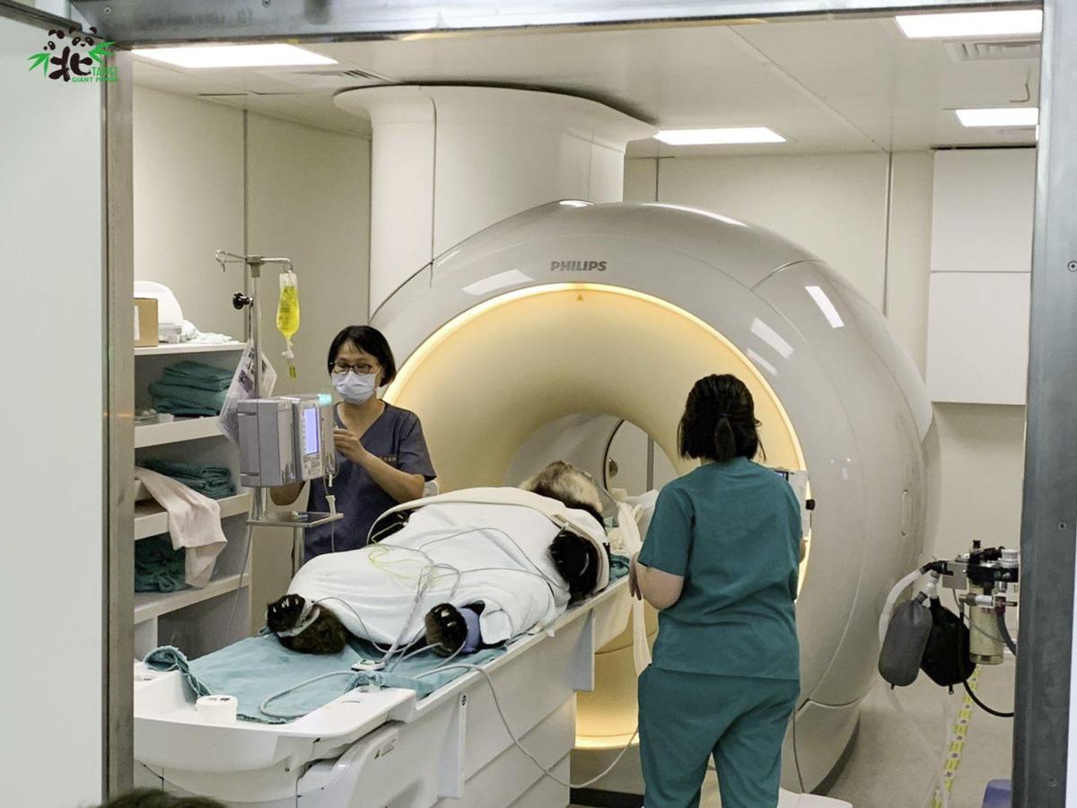 ▼團團已進行2次腦部MRI檢查，園方考量到牠的身體狀況，決定對牠進行舒緩治療。（圖／翻攝自台北市立動物園）