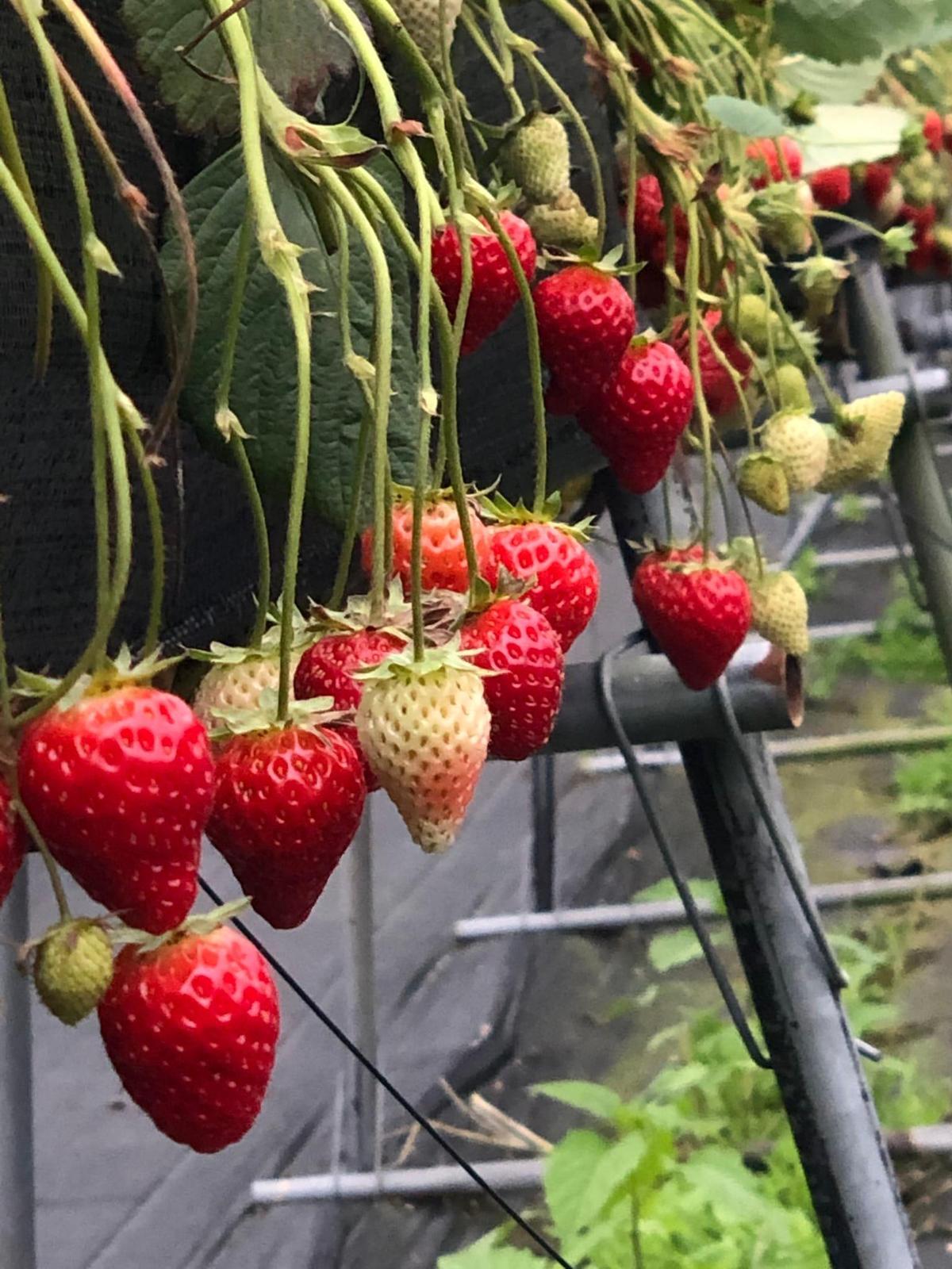 花蓮鳳林鎮在台鐵林榮新光車站附近一帶有不少草莓園，過年來花蓮不妨來走走。圖為花蓮開心草莓園。（翻攝自臉書）