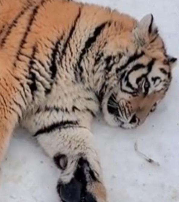 ▼胖虎躺在雪地上無精打采。（圖／翻攝微博@阿南Talk）