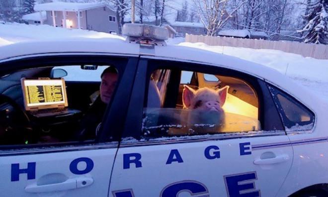 凍到不醒的豬上車後，露出欣慰的表情（圖／鏡週刊提供）
