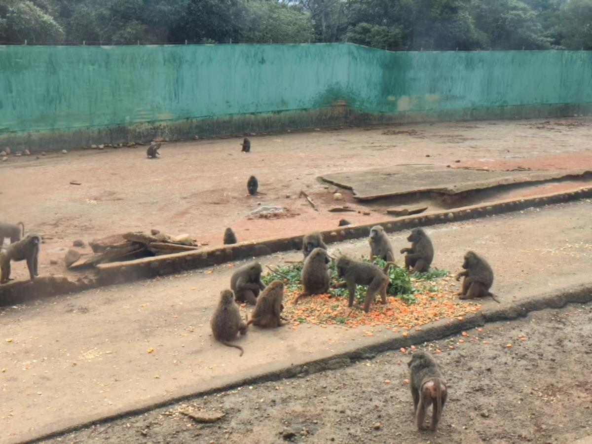 六福村的狒狒並沒有全數結紮。（林務局提供）