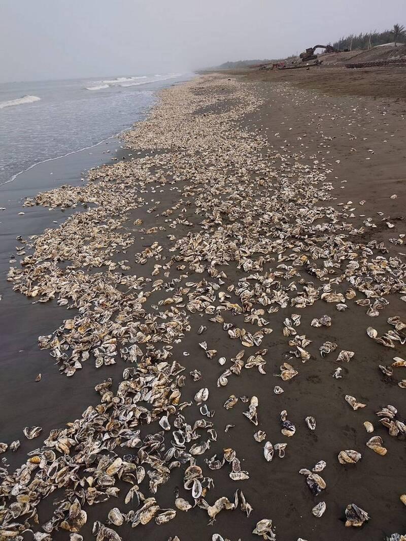 ▼台江國家公園四草海岸有滿滿的牡蠣。（圖／李進添提供／鏡週刊）