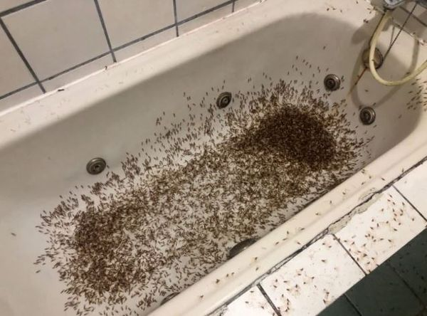 有網友回家驚見浴室浴缸爬滿白蟻，讓人噁心。（翻攝《Dcard》）