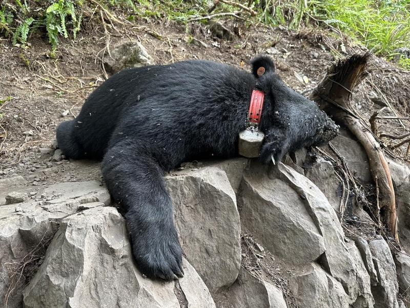 編號93685的台灣黑熊近日被發現死亡，研判死因是脫水。（圖／林務局東勢林區管理處提供）