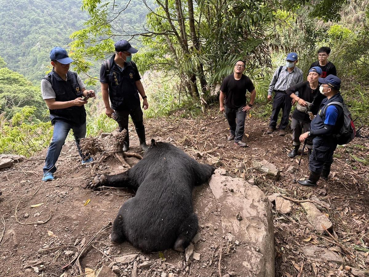 93685黑熊是一隻體重85公斤的大公熊，不過不幸過世。（圖／林務局東勢林區管理處提供）