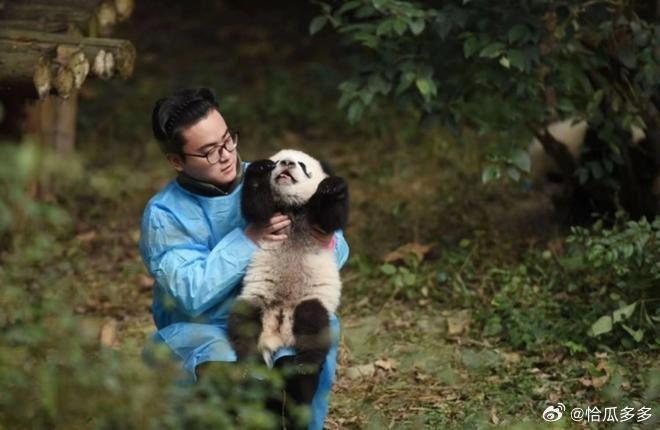 中國知名貓熊保育員，被爆婚外情睡正妹粉絲！遭控養萌獸變禽獸「射後不理」致孕。（圖／翻攝自微博）