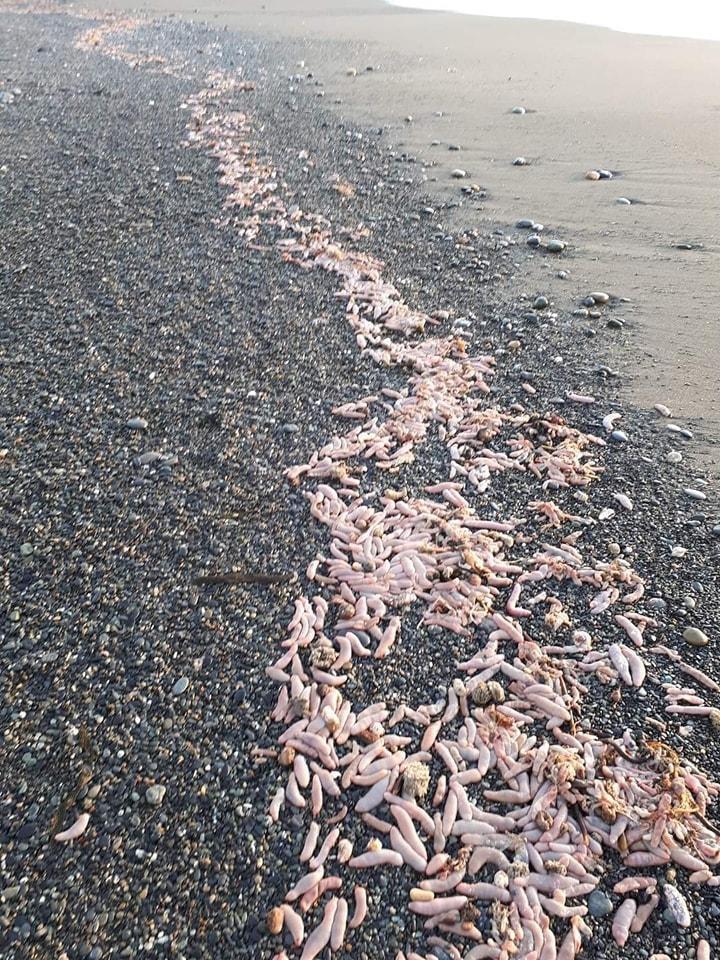 大量的陰莖魚被沖上岸。（翻攝自criticasur）