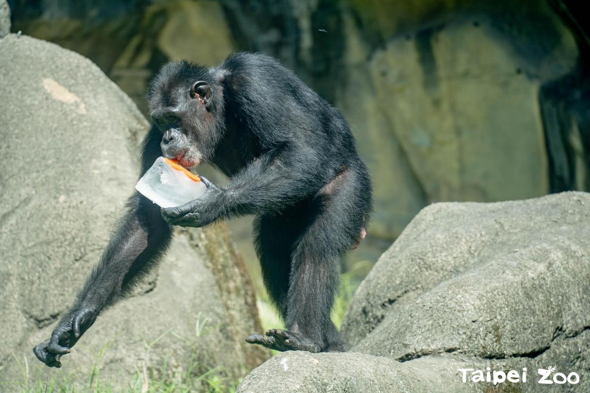 黑猩猩大啖冰品。（台北市立動物園提供）