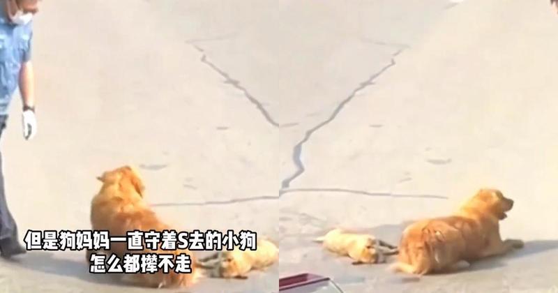 黃金獵犬媽媽在路中央守著已經死去的小狗，司機暖舉感動網友。（圖／翻攝自微博浙江省小動物保護協會）