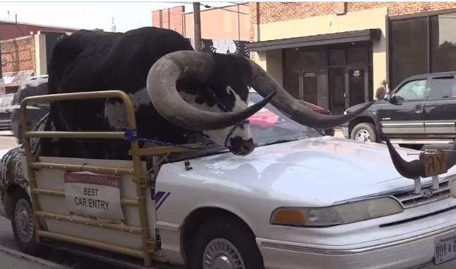 這名駕駛讓瓦圖西長角牛站在副駕駛座上路，龐大身軀跟巨大的牛角露出車窗外讓用路人大吃一驚。（翻攝X@DailyLoud）